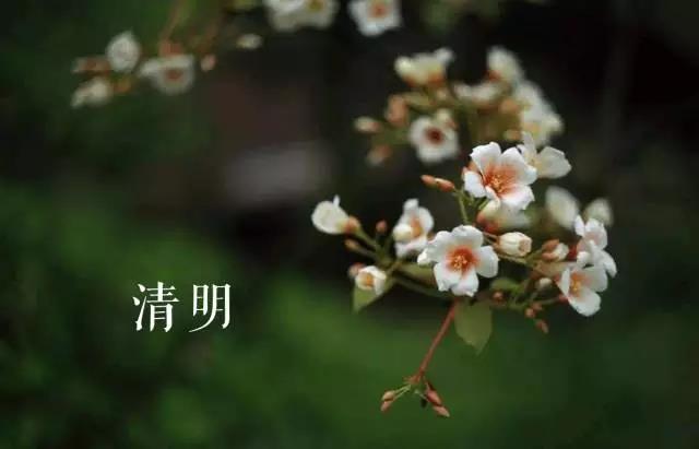 夜读 | 等闲春过三分二 凭伏桐花报与知